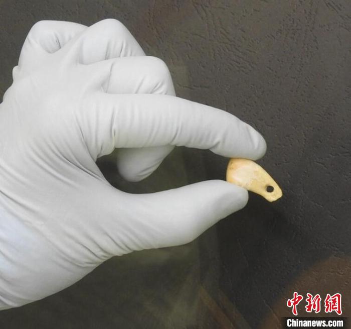 打孔鹿牙墜飾提取DNA后(圖片來自馬克斯·普朗克演化人類學(xué)研究所)?！∈┢樟指瘛ぷ匀?供圖