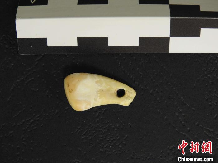 在南西伯利亞丹尼索瓦洞發(fā)現(xiàn)的打孔鹿牙墜飾(圖片來自馬克斯·普朗克演化人類學(xué)研究所)?！∈┢樟指瘛ぷ匀?供圖