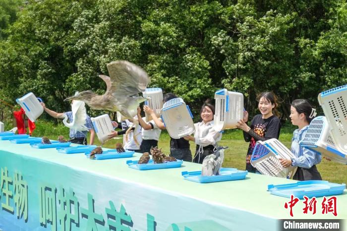 珍稀野生鳥類放生現場 吳拯 攝