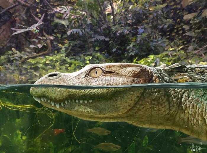 Alligator munensis藝術復原圖(圖片來自Márton Szabó)。　施普林格·自然 供圖