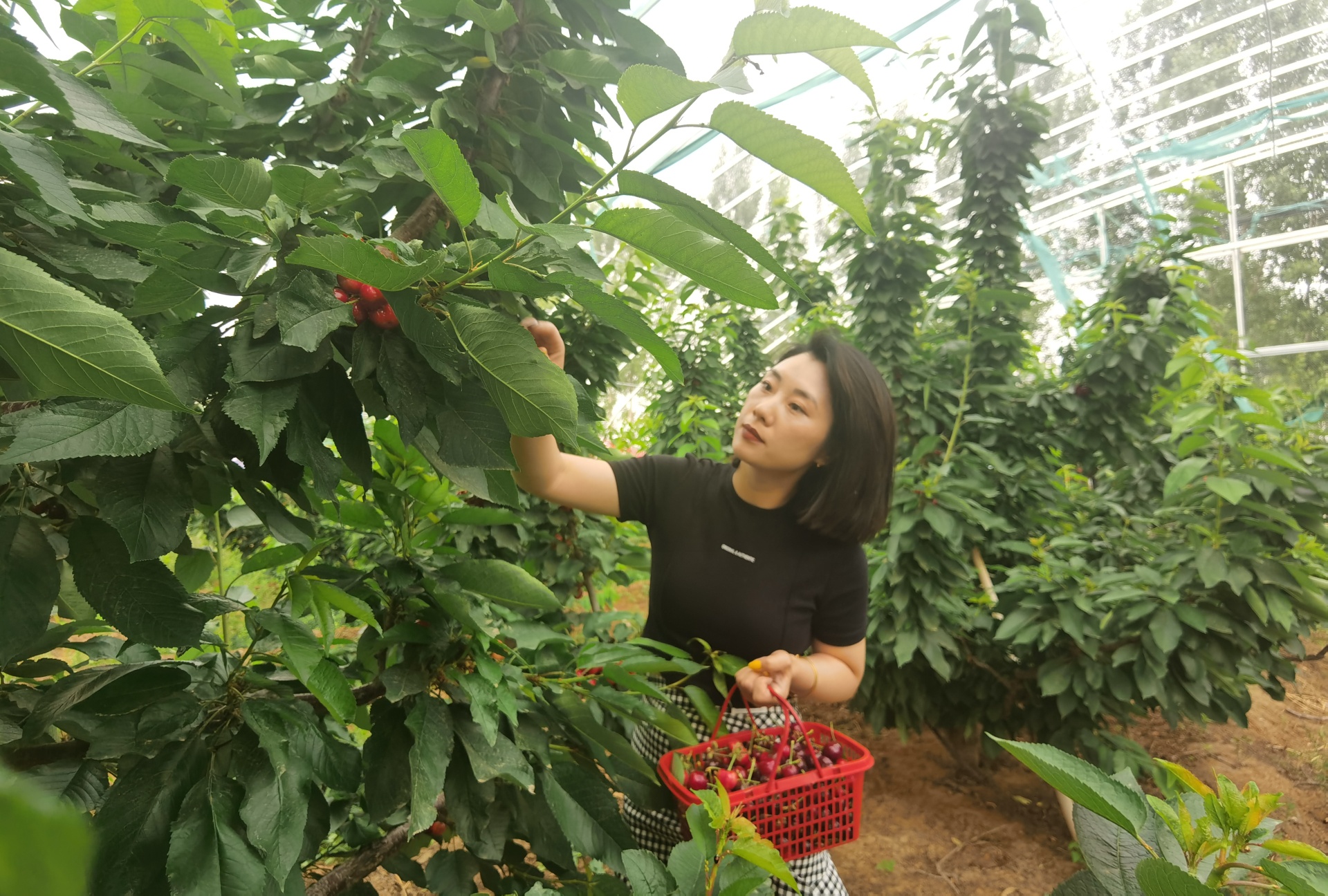 穿行林間，游客摘下一串串“紅瑪瑙”，感受鄉村別樣風景。 劉柯旋攝