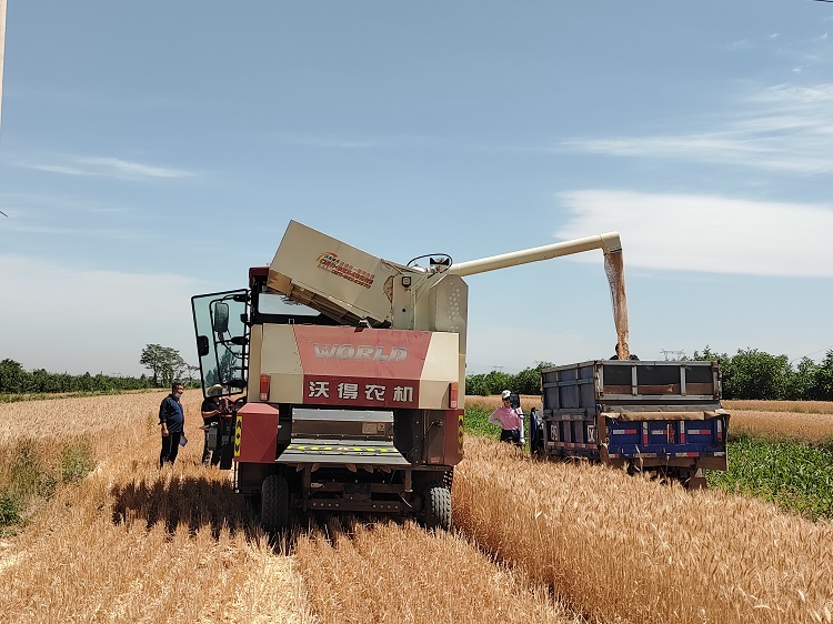 臨汾市堯都區賈得鄉大王村麥收現場。劉婷婷攝