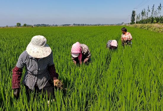 7月15日，農民在河北省玉田縣石臼窩鎮王家樓村稻田勞作。 張仁杰攝