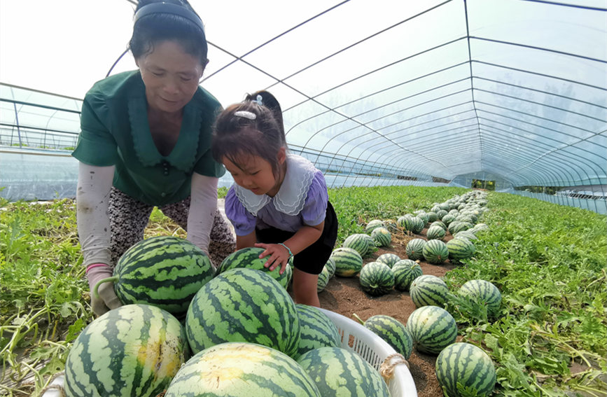 在北辰區(qū)雙街鎮(zhèn)的西瓜種植基地內(nèi)，種植農(nóng)戶(hù)們正忙著采收。陳立興攝