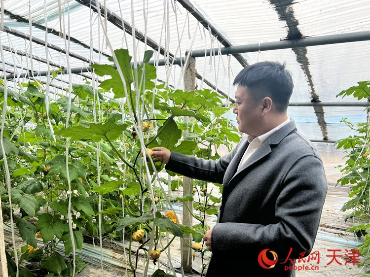 西青區(qū)辛口鎮(zhèn)大杜莊村黨總支書記、村委會(huì)主任畢紅鴿介紹當(dāng)下大棚里種植的造型奇特的文玩葫蘆。  人民網(wǎng) 孫翼飛攝
