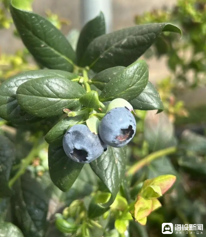 西瓜、藍莓、草莓上高原！山東濰坊援藏組因地制宜打造特色蔬菜發展中心