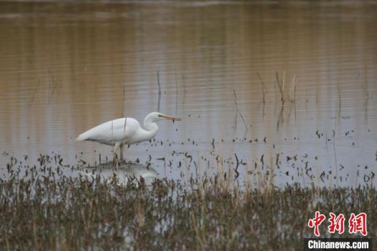 圖為大白鷺。可魯克湖-托素湖自然保護(hù)區(qū)服務(wù)中心供圖 　　