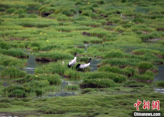 圖為祁連山國家公園青海片區內的黑頸鶴?！∑钸B山國家公園青海省管理局供圖 攝