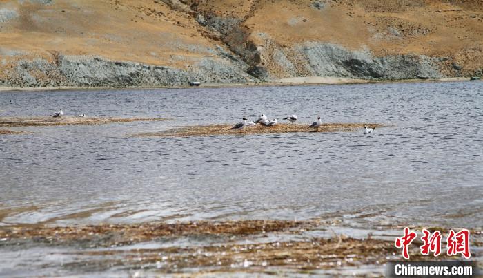 圖為瑪旁雍錯濕地棲息的水鳥?！≮w朗 攝