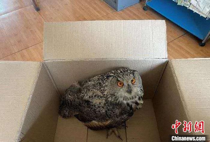 圖為青海省西寧市大通縣公安局森林警察大隊民警救助的國家二級保護野生動物——雕鸮?！∏嗪Ｊ」矎d森林警察總隊供圖 攝