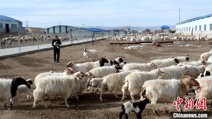 圖為馬金山查看羊羔長(zhǎng)勢(shì)。　李雋 攝