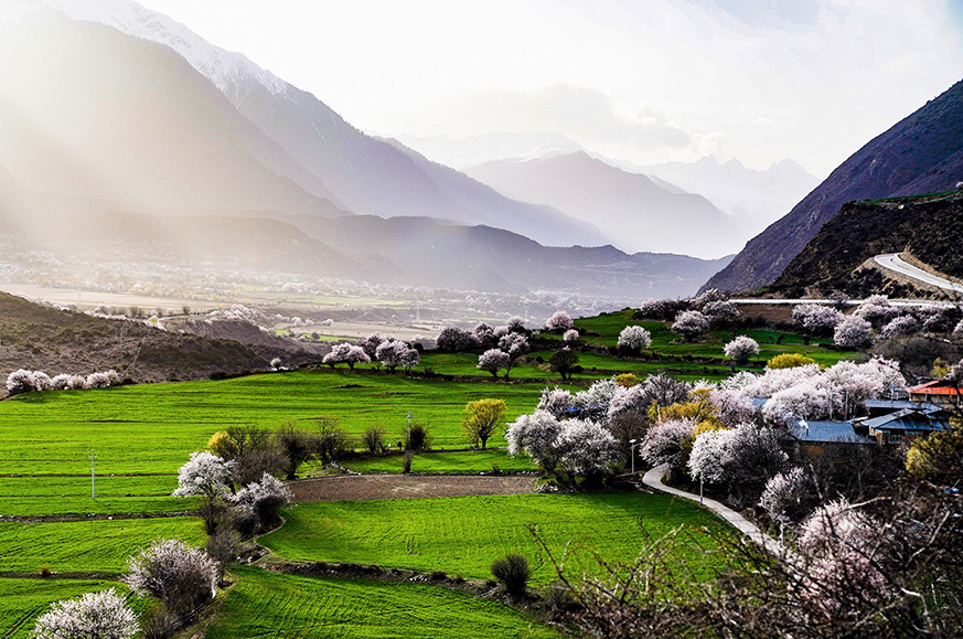 西藏林芝市波密縣傾多鎮八朵卡的田園風光（攝于4月5日）。新華網 達娃攝.jpg