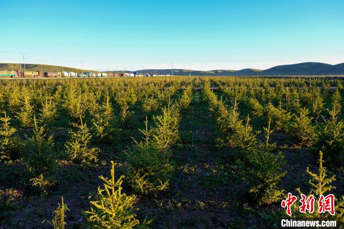 圖為科技團隊在海拔4500米的西藏那曲種出“小森林”，其中超過7成成功越過5個冬天。　江飛波 攝