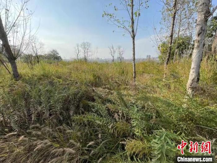 發現的加拿大一枝黃花?！畈?攝