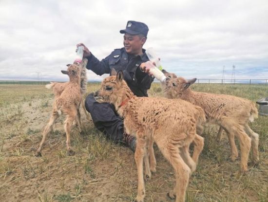  生命禁區(qū)的超級(jí)“奶爸”。