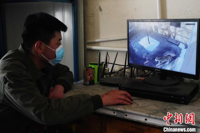 圖為雪豹“奶爸”史壽軍通過監控察看雪豹情況。　馬銘言 攝