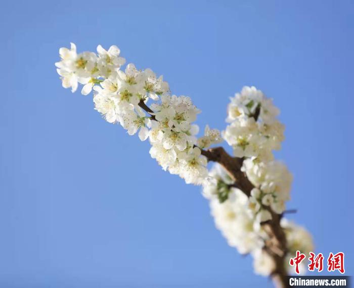 李花盛開。　何清海 攝