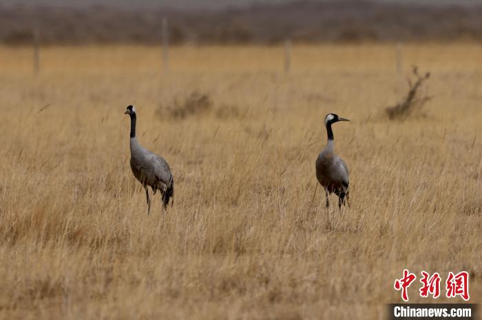 圖為灰鶴在青海海西蒙古族藏族自治州都蘭縣巴隆地區(qū)“閑庭漫步”。　 松太加 攝
