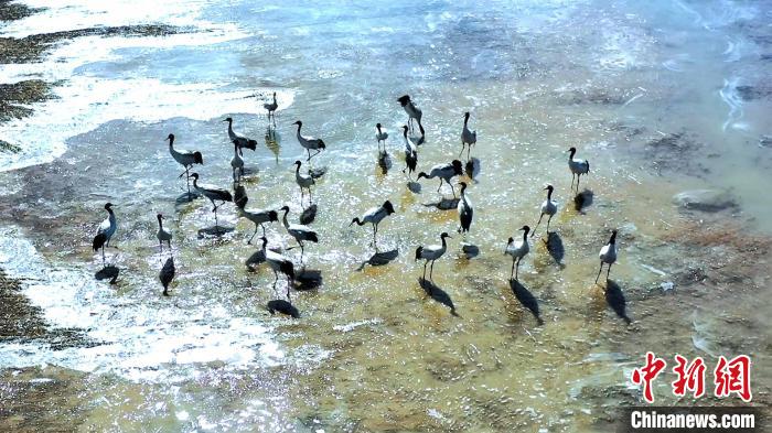 圖為黑頸鶴群駐足休憩。　陳明章 攝