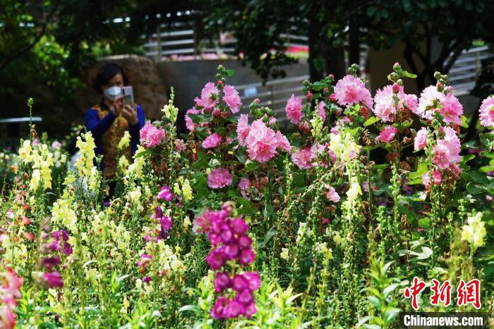 圖為市民在西寧園林植物園內(nèi)賞花拍照。　馬銘言 攝
