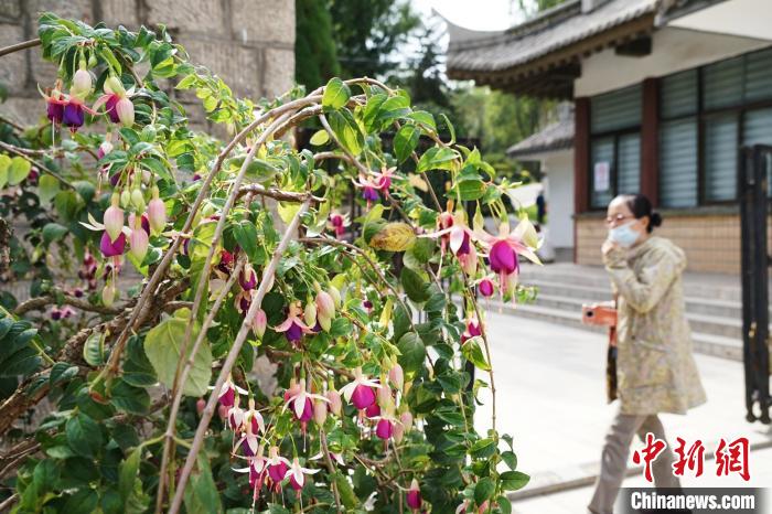 圖為市民在西寧園林植物園內(nèi)觀賞花卉。　馬銘言 攝