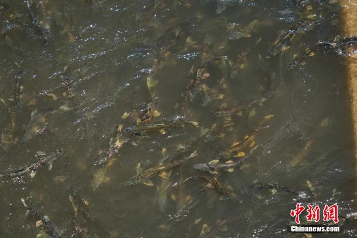 資料圖：圖為今年5月底到8月初，青海湟魚洄游產卵 馬銘言攝