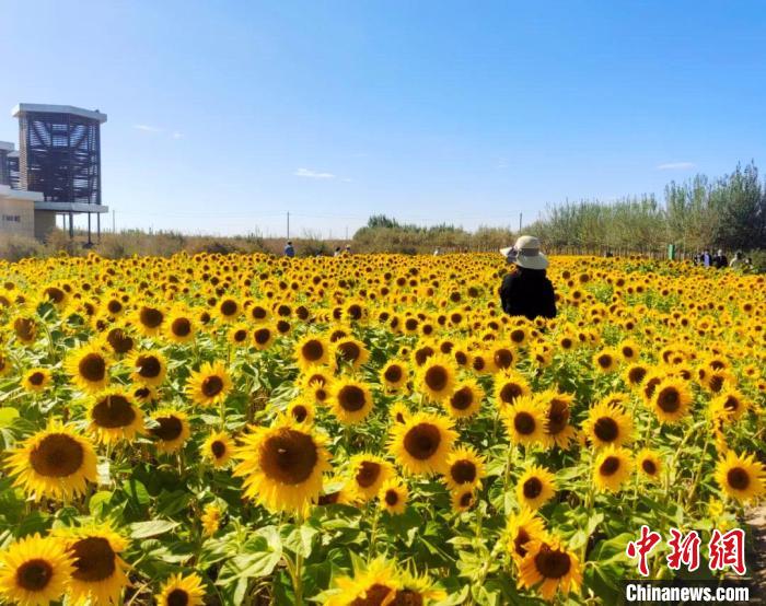 圖為格爾木境內的向日葵花海。　格爾木融媒體中心供圖