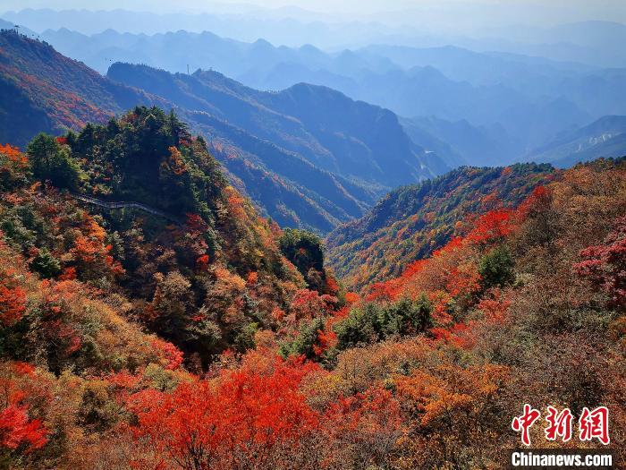 巴山大峽谷漫天紅葉?！埰?攝