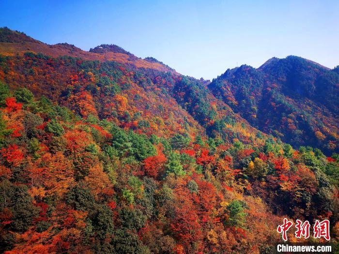 巴山大峽谷漫天紅葉?！埰?攝