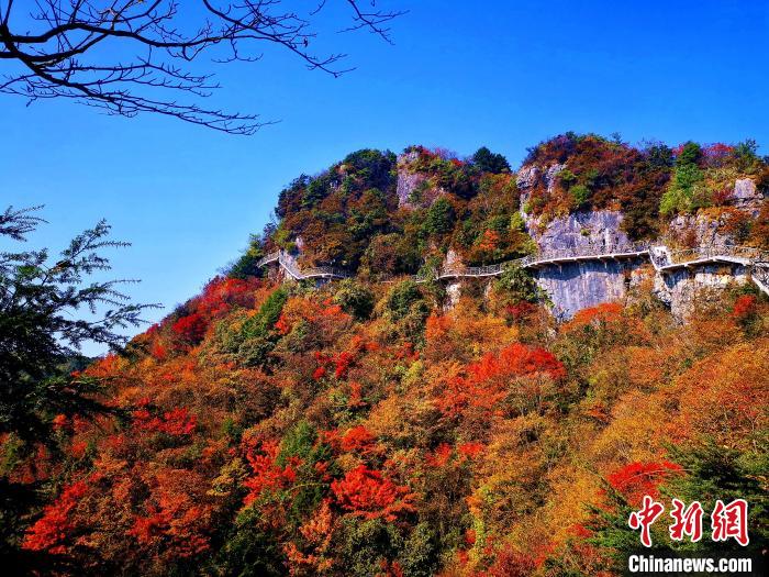 巴山大峽谷漫天紅葉。　張平 攝