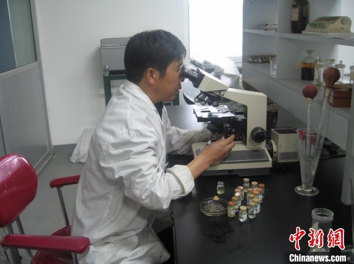 資料圖為研究團隊進行實驗室寄生蟲分類鑒定?！?青海省畜牧獸醫科學院供圖