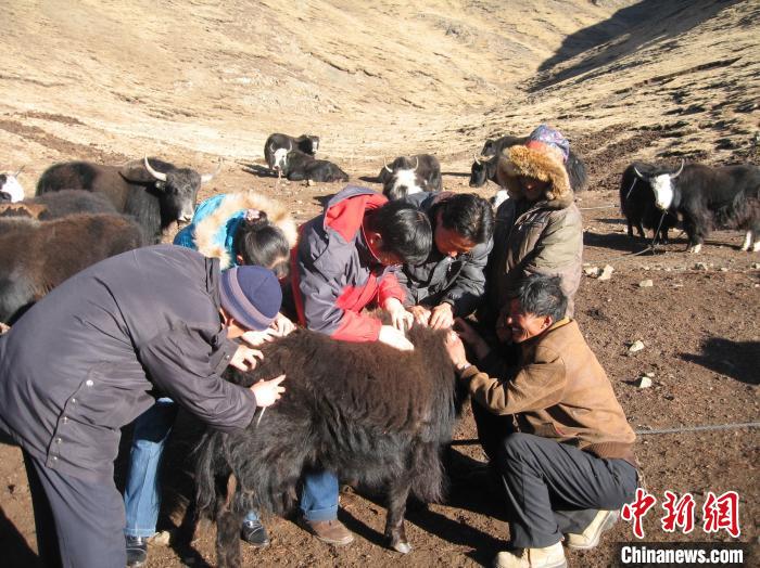 資料圖為研究團隊在青南高原地區開展了牦牛寄生蟲病流行病學和防治技術研究?！?青海省畜牧獸醫科學院供圖