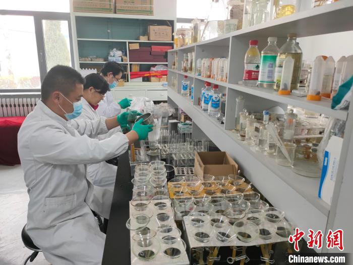 資料圖為研究團隊進行樣本檢查?！?青海省畜牧獸醫科學院供圖