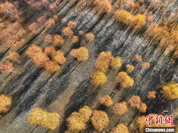 入冬時節(jié)，雅魯藏布江畔的樹林一片金黃。　董志雄 攝