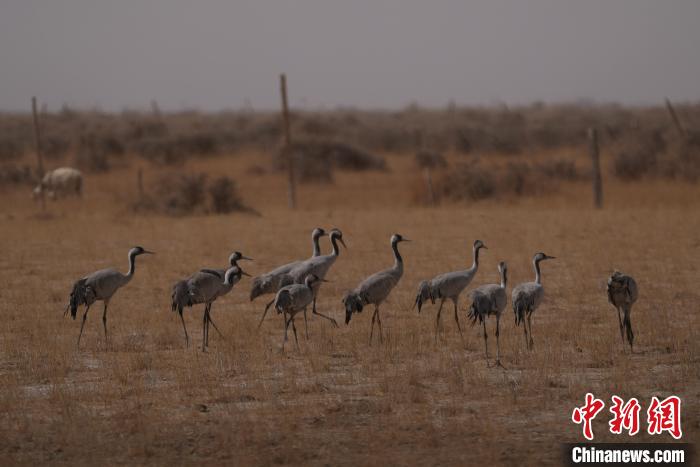 圖為灰鶴?！∠葘m 攝