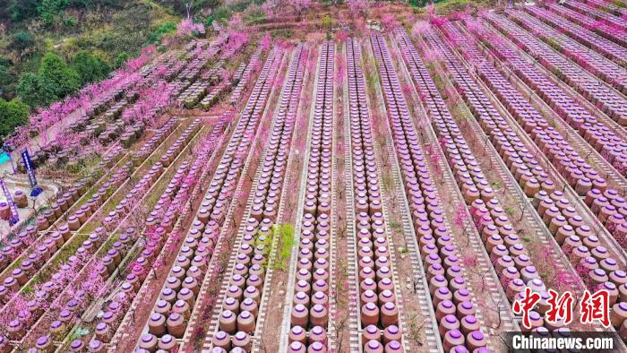 灼灼桃花惹人醉。　劉媛 攝