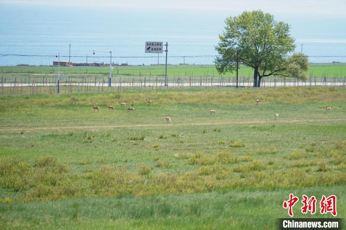 圖為成群普氏原羚在草場上愜意覓食，悠閑自在?！●R銘言 攝
