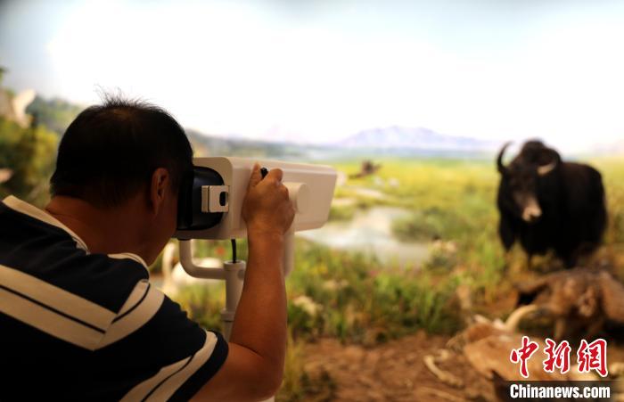 圖為臺商觀看祁連山國家公園生態科普館內生態場景?！⊙Φ?攝