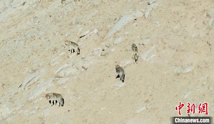 青海德令哈：五匹狼“同框巡山”