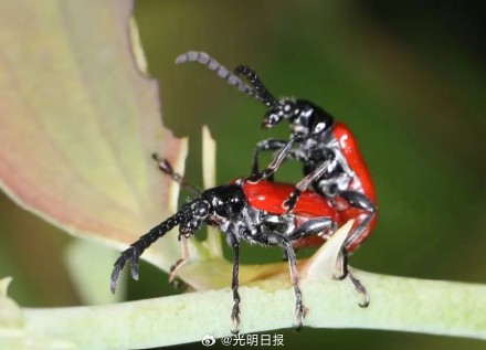 西藏發現新物種墨脫負泥蟲