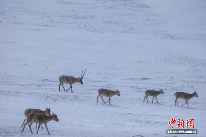 藏羚羊群高原覓食展現西藏生態之美