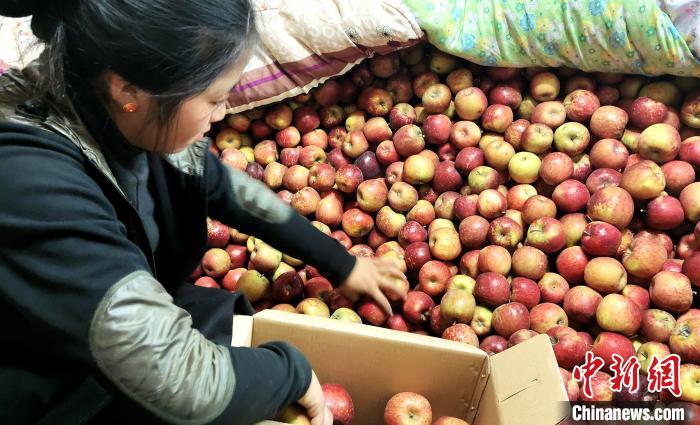 圖為通麥村村民巴桑拉姆精心挑選蘋果進行裝箱。　貢桑拉姆 攝