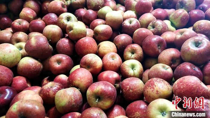 圖為通麥村村民巴桑拉姆家待裝箱的蘋果。　貢桑拉姆 攝