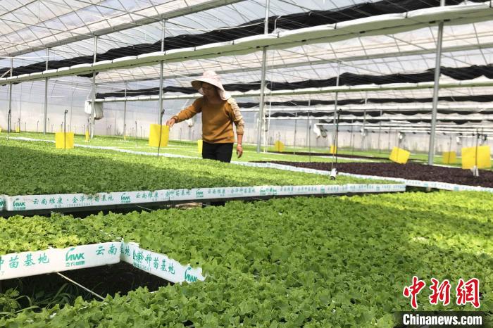 圖為會(huì)澤現(xiàn)代化農(nóng)業(yè)產(chǎn)業(yè)扶貧基地內(nèi)，貧困戶(hù)成為了產(chǎn)業(yè)工人。　繆超 攝