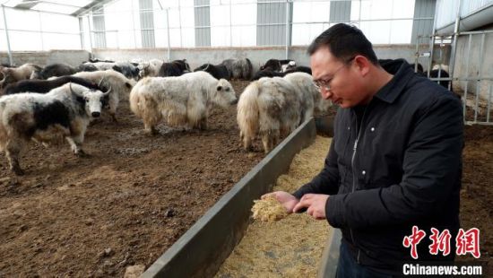 圖為馬金山介紹飼料配比?！±铍h　攝