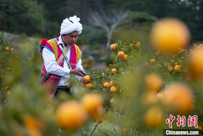 1月29日，京都村村民在柑橘園中采摘柑橘。<a target='_blank' ><p  align=