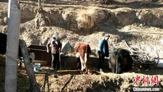 圖為孔繁福夫妻正在收拾牛圈。　李雋　攝