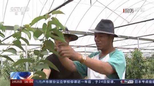 種蘑菇、養駱駝...。。特色產業助力鄉村振興走新路