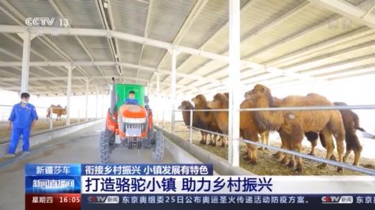 種蘑菇、養駱駝...。。特色產業助力鄉村振興走新路