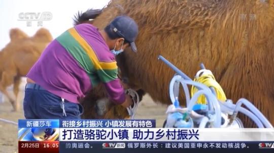 種蘑菇、養駱駝...。。特色產業助力鄉村振興走新路